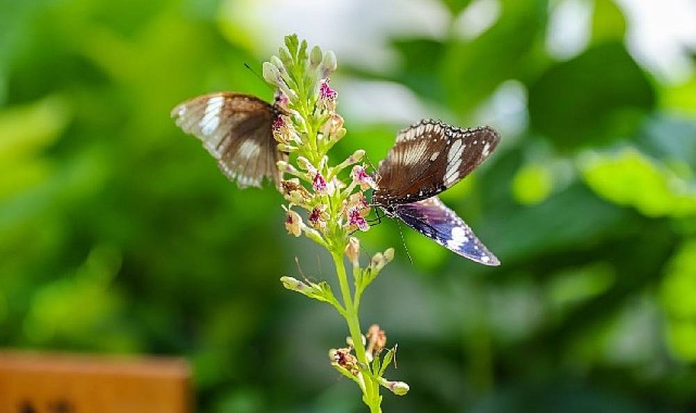 Konya'nın Turizm Yıldızı:  Konya Tropikal Kelebek Bah&ccedil;esi 2025'te 603 bin, toplamda 4 milyon 136 bin 888 ziyaret&ccedil;iyi ağırladı
