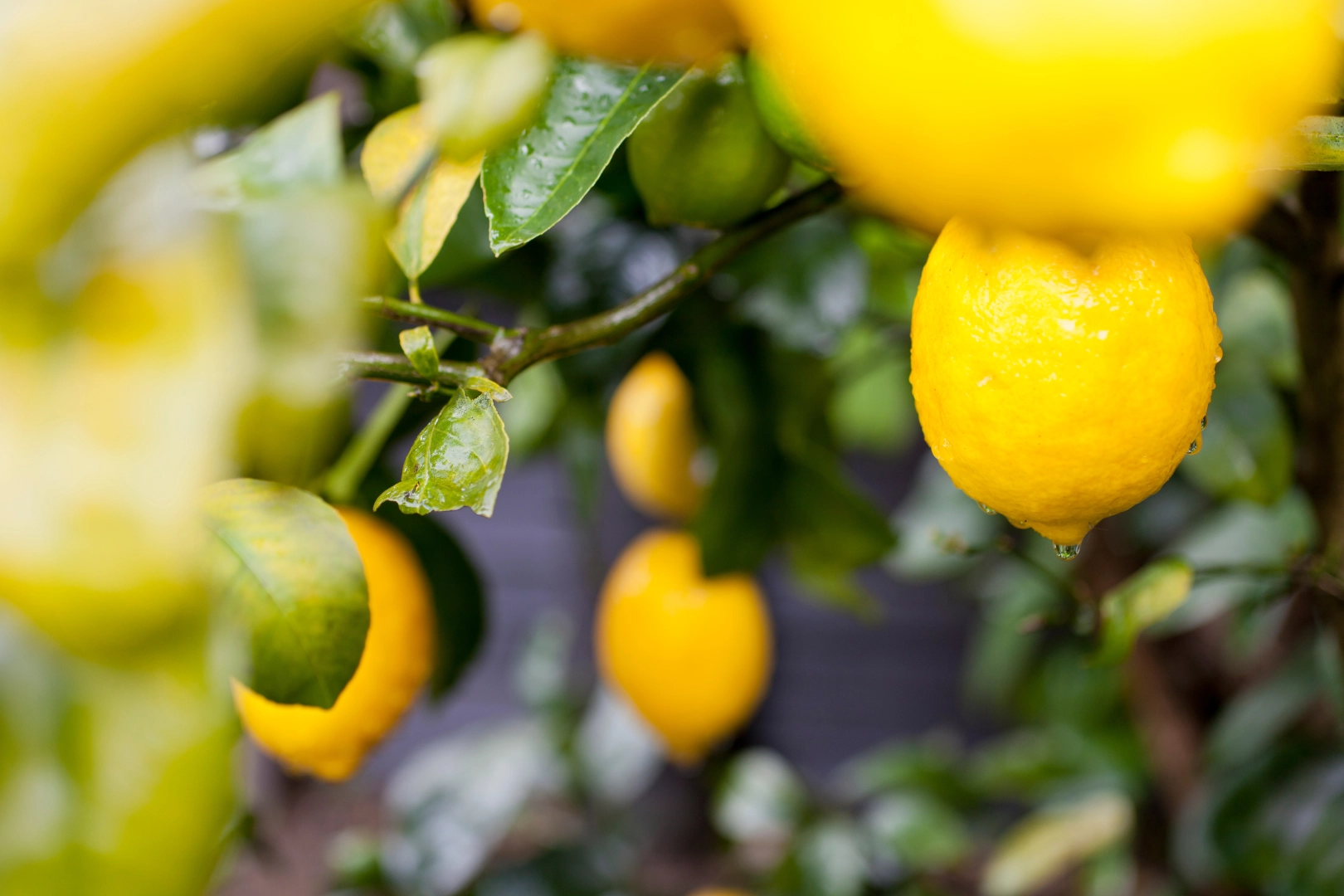 T&uuml;rkiye&rsquo;nin limon ihracatı 22 yılda 2,5 kat arttı